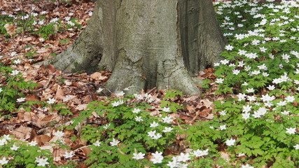 Buschwindröschen, Blütenteppich am Baumstamm