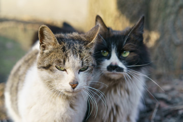 Cute couple of street cats