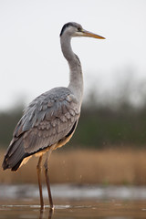 beautiful grey heron fishing on a lake in the early morning