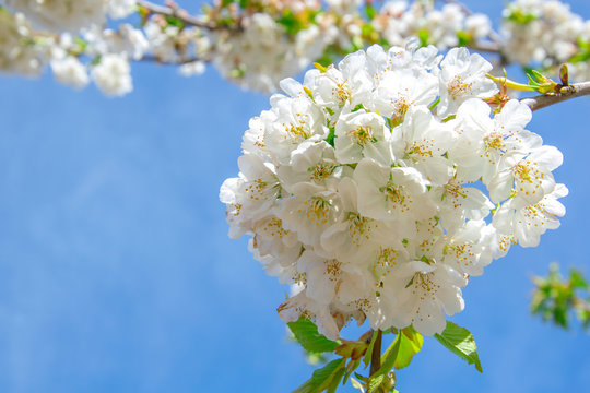 Cherry blossoms in valle del jerte ,spring time in Spain
