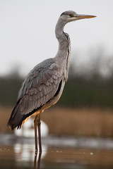 beautiful grey heron fishing on a lake in the early morning