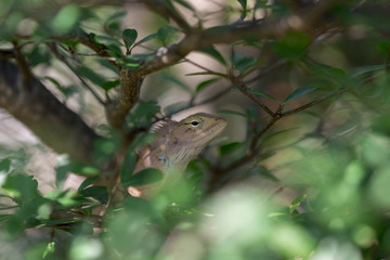 Fototapeta premium Image of Thailand chameleon, micro photos, close up