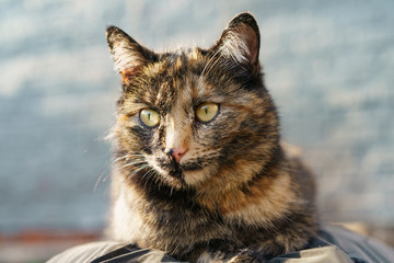 Tabby cat lies on the sack at the yard