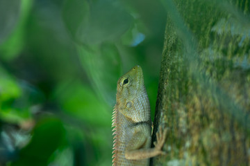 Chameleon with tree in Thailand