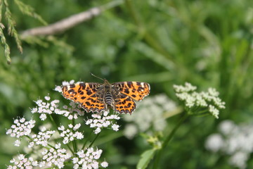 Obraz premium Schmetterling