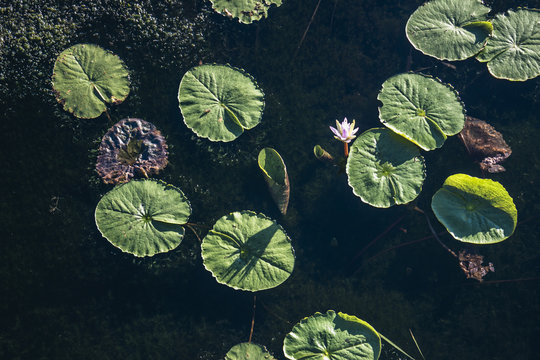 Waterlily in Khao Sam Roi Yot National Park, Kui Buri District, Prachuap Khiri Khan, Thailand