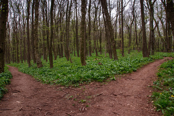 crossroad in the woods