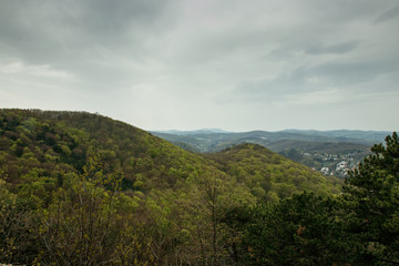 shades of green in the treetops in spring
