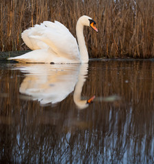 beautiful white swan on a lake - wildlife in its natural habitat