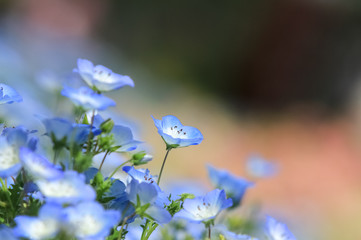 ネモフィラの花畑 / Nemophila flower field