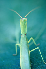 Macro image of a stick insect on a fig leaf in an autumn garden