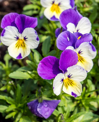 Stiefmütterchen Hybrid,Violaceae
