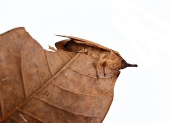 The Lasiocampidae, Eggars, Snout moths, Lappet moths,Brown butterfly moth on dry leaf isolated on white background ,Insects that are shaped and color like leaves,Thailand 
