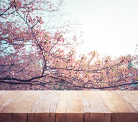 Wood table top on blur sakura flower in garden background.nature and season