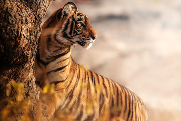 Fototapeta premium Royal Bengal Tygrys stanowią z pięknym tłem. Niesamowity tygrys w naturalnym środowisku. Scena przyrody z niebezpieczną bestią. Gorąca pogoda w dzikich Indiach. Panthera Tigris Tigris.