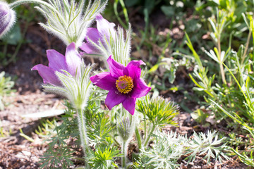 Gewöhnliche Kuhschelle