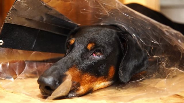 Muzzle of a tired dog in a medical cone collar close-up
