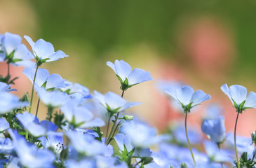 ネモフィラの花畑   Nemophila flower field