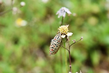 Many black and red dots on white wings,Butterfly seeking nectar on the Spanish Needle flower in the field with natural green background ,Thailand  
