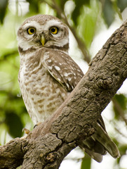 A common spotted owlet - Athene brama