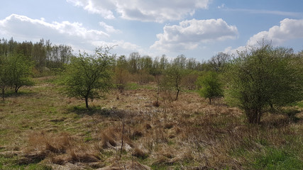 Humid biotope in North of Berlin, the German capital, in spring