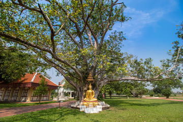 Buddha sitting under the tree