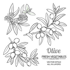 olive branches vector set