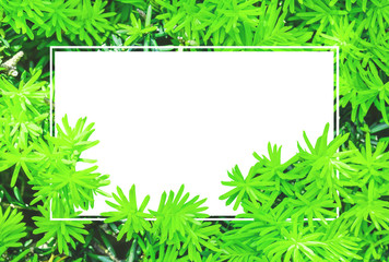 Fototapeta na wymiar Closeup white space frame by fresh green leaves textured background