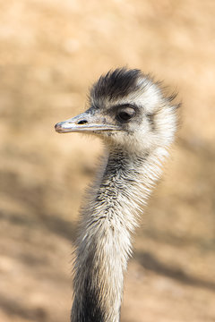 ostrich, Rhea americana, funny bird, portrait
