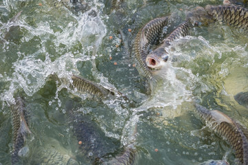 Closeup many fish are scramble to eat fed pellets in water textured background