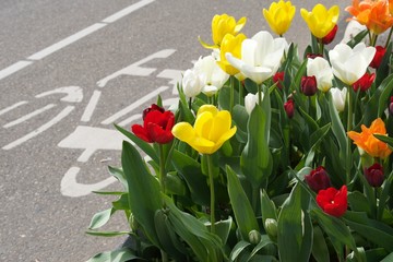 znak ścieżka rowerowa i kwitnące tulipany w Amsterdamie