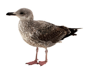 Grey seagull