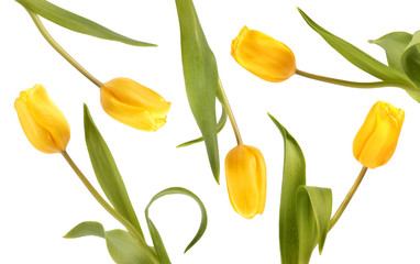 Fototapeta premium Yellow tulips