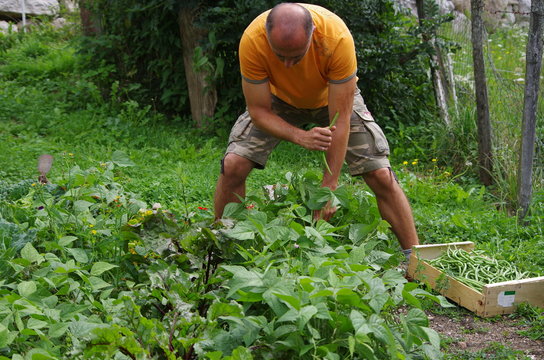 jardinage - récolte de haricots au potager