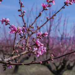 Spring image. Peach blossom branch on blue sky background.