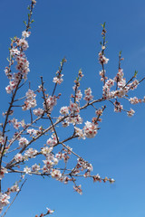 Spring image. Almond blossom branch on blue sky background.