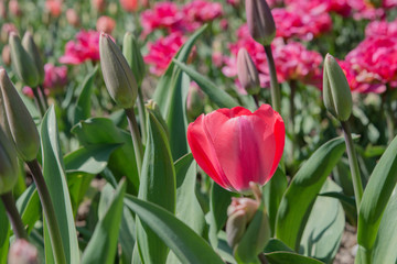 Pink tulips on a flowerbed
