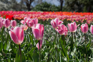 Multicolored tulips on blurred background
