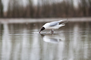 black headed gull (Chroicocephalus ridibundus) fishing on a lake