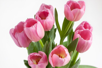 Beautiful pink tulips isolated on white background.