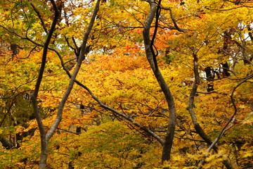 深い森の紅葉（獅子ヶ鼻湿原）　Autumn colors of deep forest