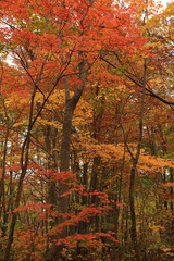 深い森の紅葉（獅子ヶ鼻湿原）　Autumn colors of deep forest