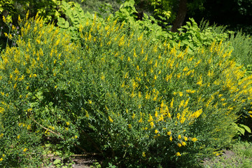 Shrubs of yellow flowers Genista tinctoria in the garden