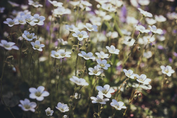 Flowers of saxifrage grow in spring