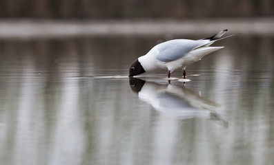black headed gull (Chroicocephalus ridibundus) fishing on a lake