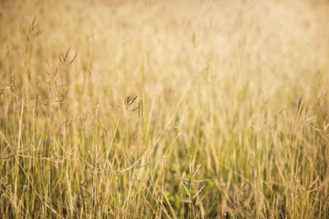 Soft focus on grass with sunlight for background. Selective focus.