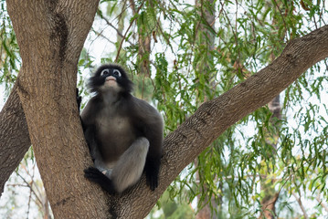 Dusky monkey on tree.Thailand.