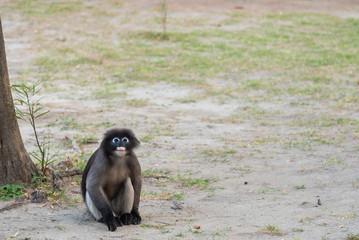 Dusky monkey on the ground.Thailand.