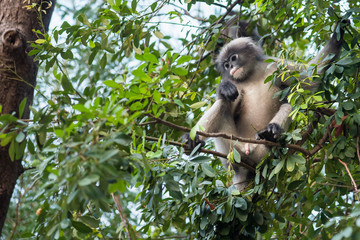 Dusky monkey on tree.Thailand.