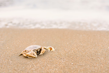 Beautiful beach and little wave with crab and sand under sunshine in summer soft Focus Beach Background.Thailand.